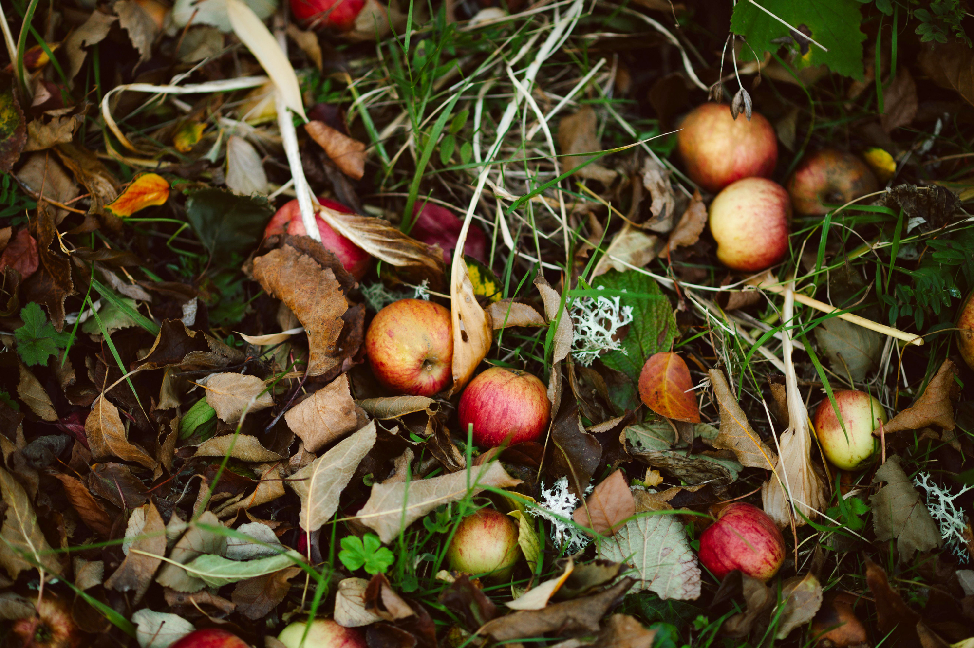 Apfel- und Quittenpressen endet am 25. Oktober