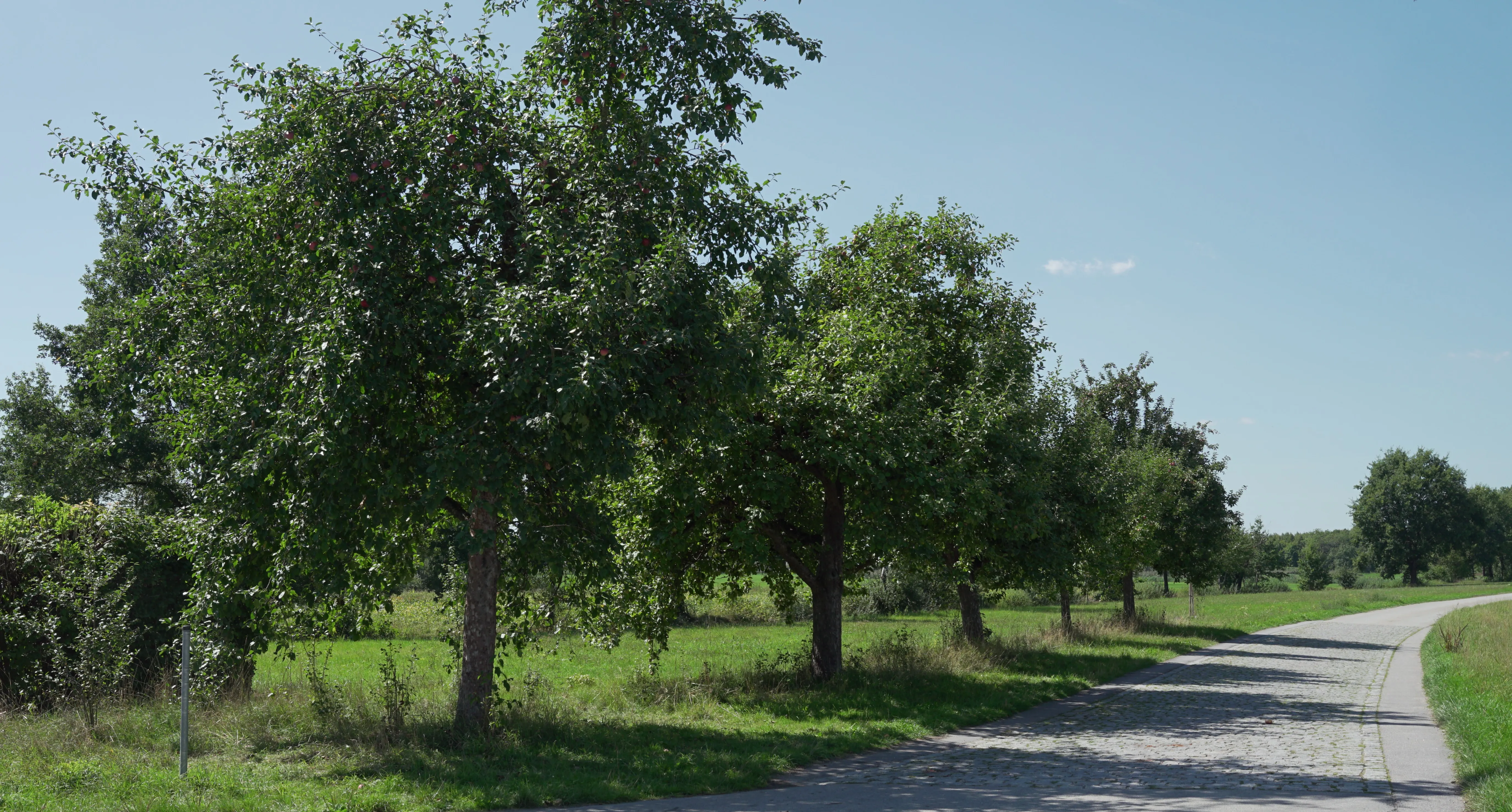 Streuobstwiese in der Krankenhausstraße zum Hohen Stein