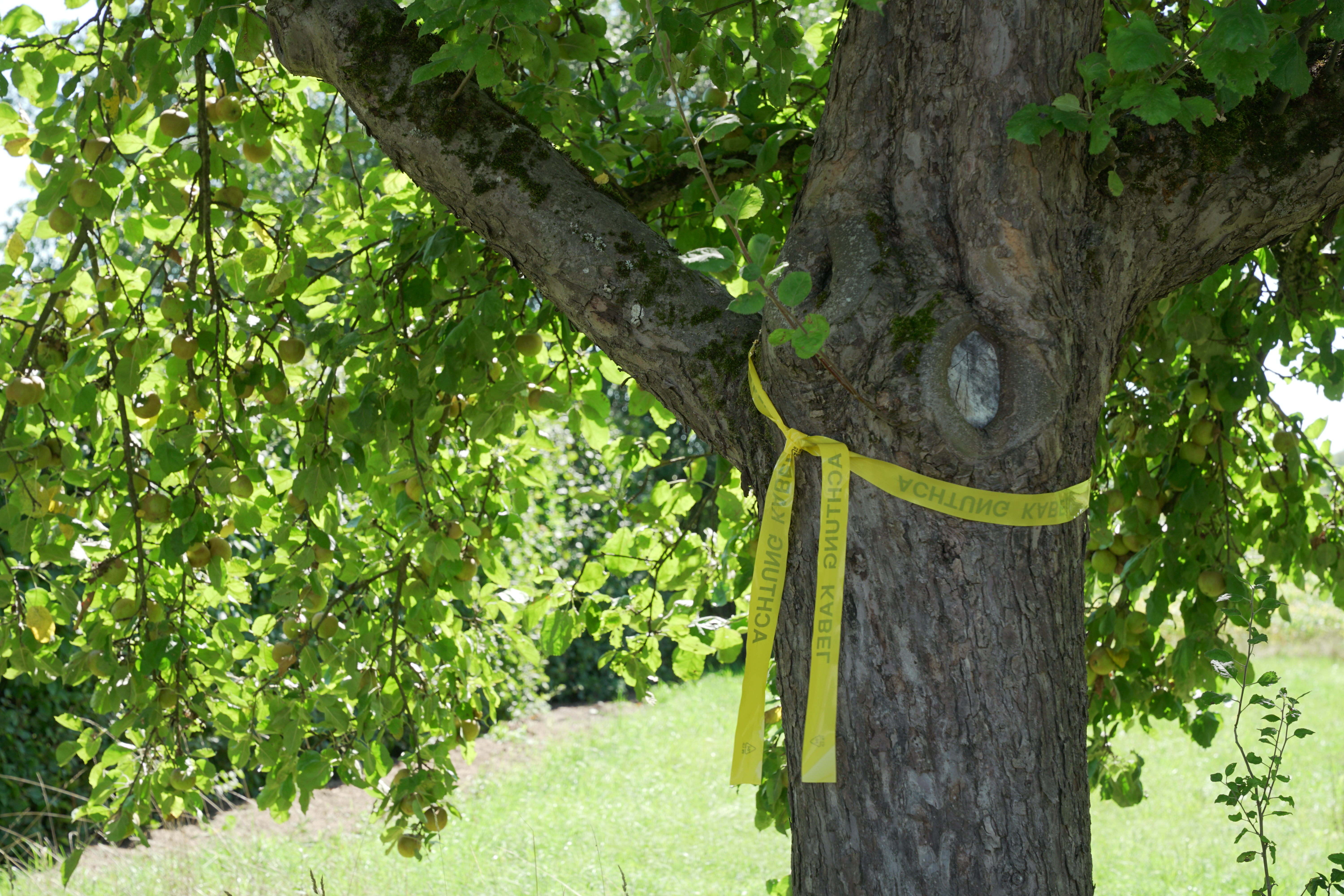 Gelbes Band - hier darf geerntet werden